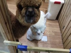 -猫色咖啡·猫咖