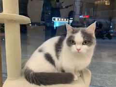 -猫力发电所·宠物专门店