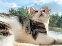 -飞行喵MR PILOT|猫舍·猫咖(静安大融城店)