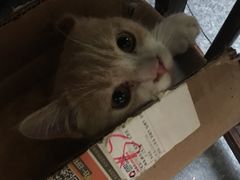-猫色咖啡·猫咖