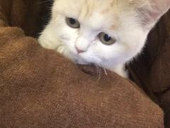 -吉丁鸟咖·异宠·寄养