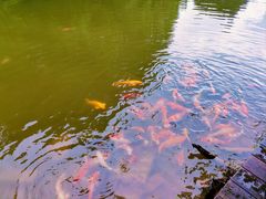 -深圳仙湖植物园