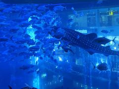 -成都浩海立方海洋公园