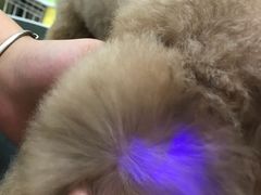 -诺比宠物医院心脏内科·泌尿肾内外科·骨科急重症