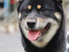-瑞鹏宠物医院·猫科·宠保定点(梅溪湖分院)