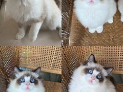 -Bastet sally猫舍购宠(静安店)