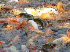 锦鲤-宝墨园景区