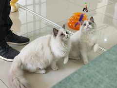 -鼓捣猫呢主题猫咖店