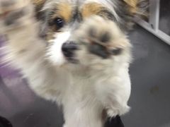 -爱诺耐芙动物医院(万博店)