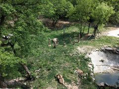 -青岛森林野生动物世界