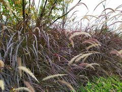 -白鹭湾湿地公园