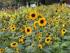 -玄武湖景区-情侣园游乐场