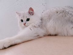 -猫在这儿猫咪咖啡馆·撸猫馆