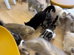 -有喵·猫咖·狗咖·30几只猫10只小狗(岗厦店)