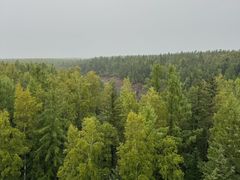 -峡谷浮石林景区