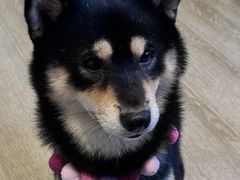 -南京Hallo宠物乐园·哈罗犬舍·柴犬繁育基地