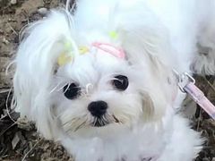 -宠爱多约克夏马尔济斯泰迪小型犬专卖