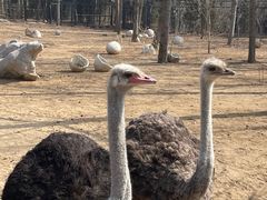 -大连森林动物园