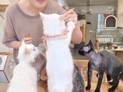 -楼上猫咖(罗湖店)