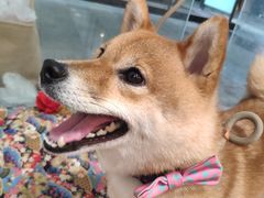 -柴迷FANS CLUB·柴犬狗咖·猫咖