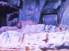 -海合安青岛极地海洋公园