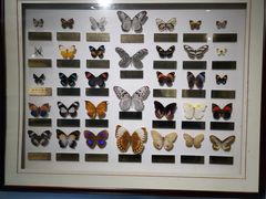 -上海昆虫博物馆