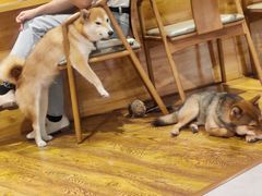 -柴务处·柴犬主题狗咖