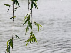 -上海佘山世茂艾美酒店