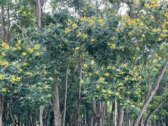 -中国科学院西双版纳热带植物园
