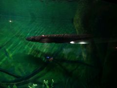 -上海海洋水族馆-停车场