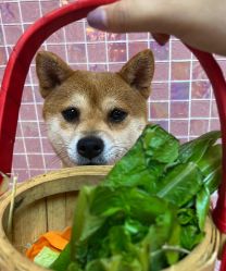 -神奇动物撸宠馆·羊驼·小浣熊·异宠(豫园店)