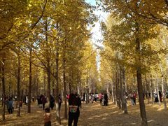 -汉景帝阳陵博物院