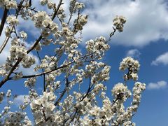 -樱桃山旅游景区