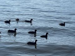 -西昌邛海湿地