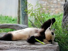 -卧龙中华大熊猫苑神树坪基地
