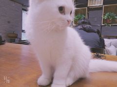 -喵屋coffee