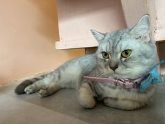 -猫儿山۰猫主题餐厅