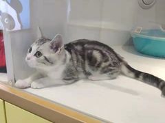 -龟与熊猫宠物公园(南坪店)