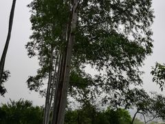 -火炉山森林公园