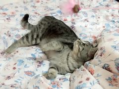 -佳怡动物医院·平价24小时·猫专科骨外科