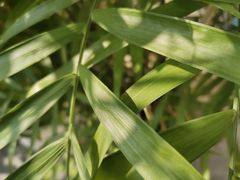 -马家斑.鲜鱼火锅(松湖万科店)