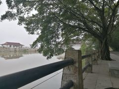 -大湾区中央湿地公园