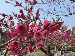 -桃花岛风景旅游区