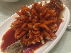 红珊瑚桂鱼-楚灶王(徐东店)