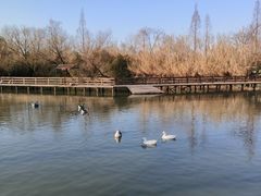 -溱湖国家湿地公园