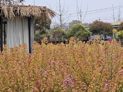 -洪湖家庭农场·团建·露营·会议