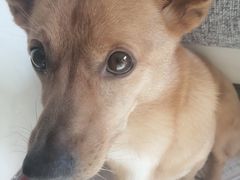 -美联众合动物医院(·中兽医·疑难杂症·严家桥分院)