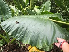 -武吉知马自然保护区