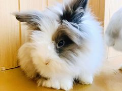 -猫猫幼稚园·撸猫·桌游·电玩