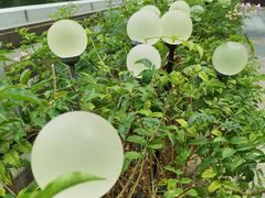 -哈根达斯(深圳海岸城店)